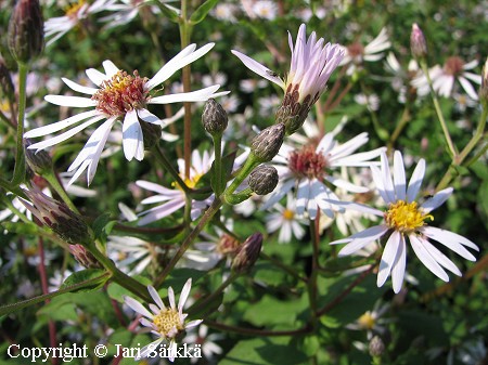 Aster macrophyllus, lehtoasteri